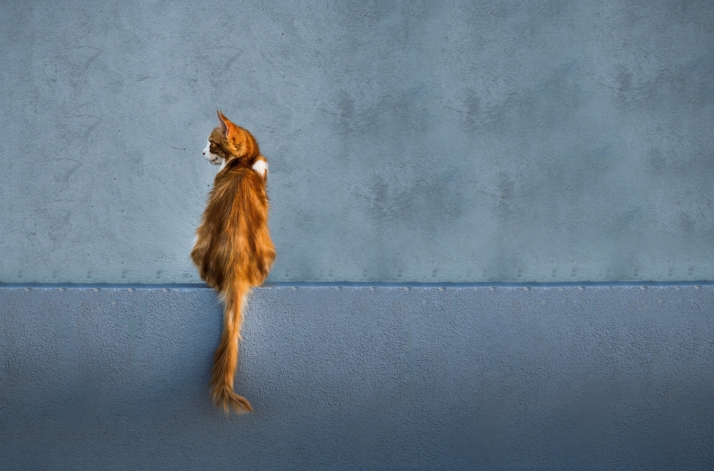 tasos_lekkas-cat-3678858.jpg