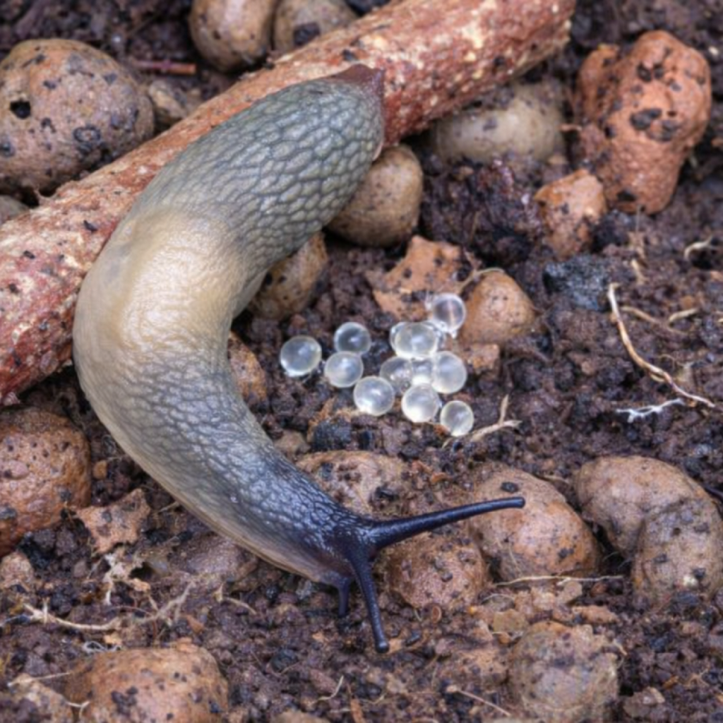 Mustpeanälkjas munadega Foto Ene Grass teokaart.png