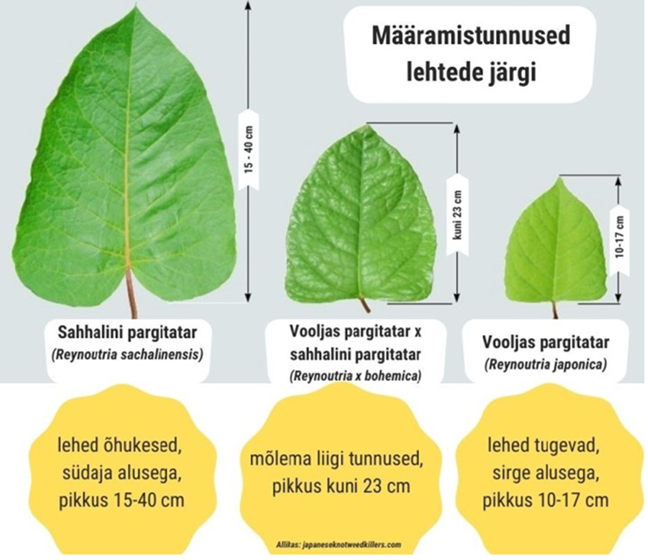 Pargitatra kirjeldus